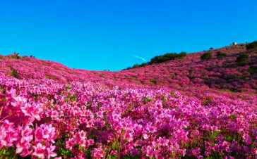 철쭉 피어있는 산 사진